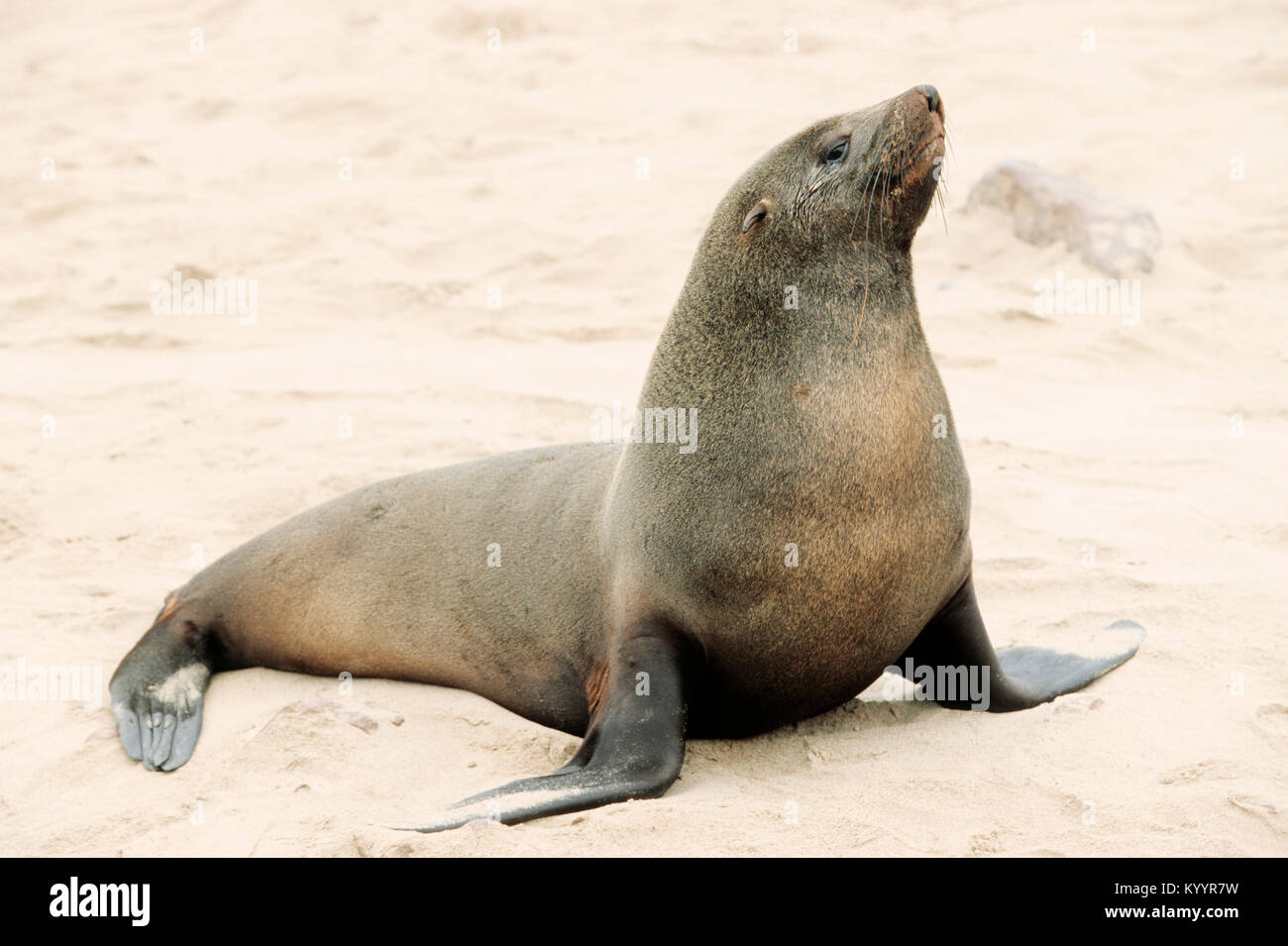 South African fur Seal, männlich, Cape Cross, Namibia/(Arctocephalus pusillus Pusillus) | Suedafrikanischer Seebaer, Kreuzkap, Namibia Stockfoto