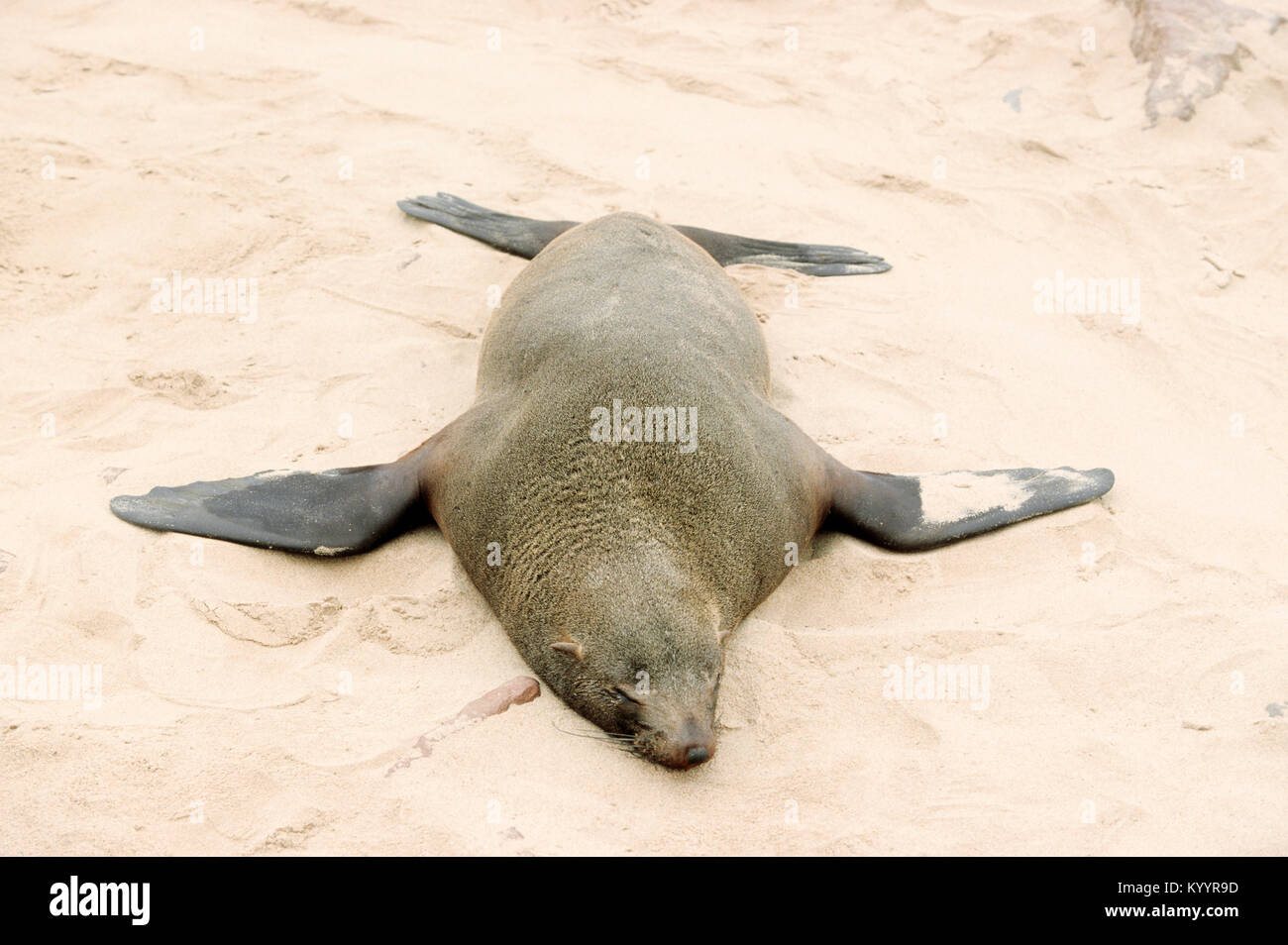 South African fur Seal, Cape Cross, Namibia/(Arctocephalus pusillus Pusillus) | Suedafrikanischer Seebaer, Kreuzkap, Namibia Stockfoto