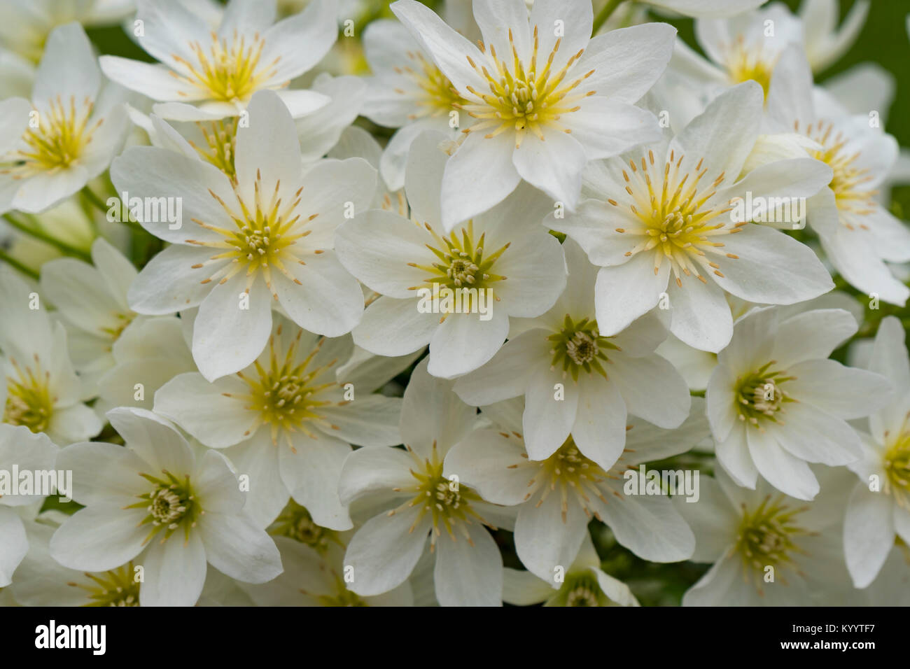 Clematis, Cartmanni Joe Stockfoto