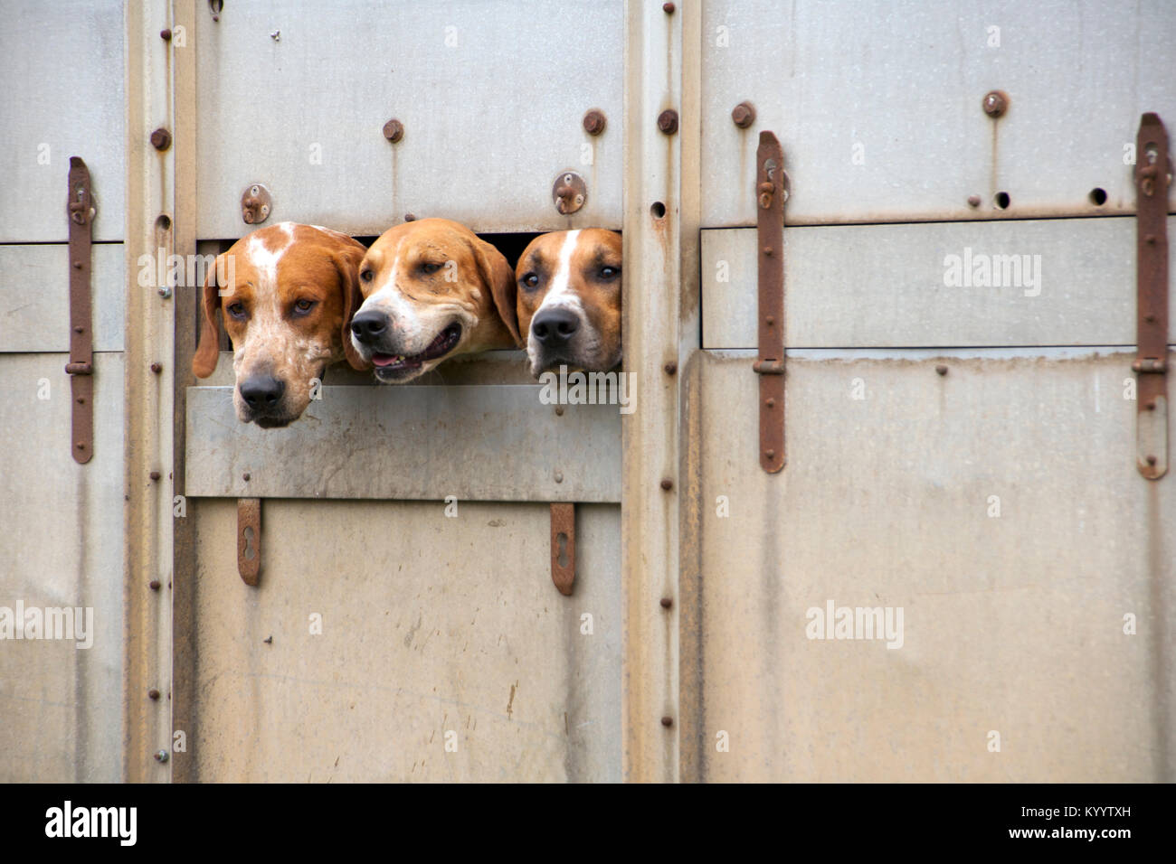 Drei Jagd Hunde peering out von einem vorbeifahrenden Transporter Lkw Stockfoto