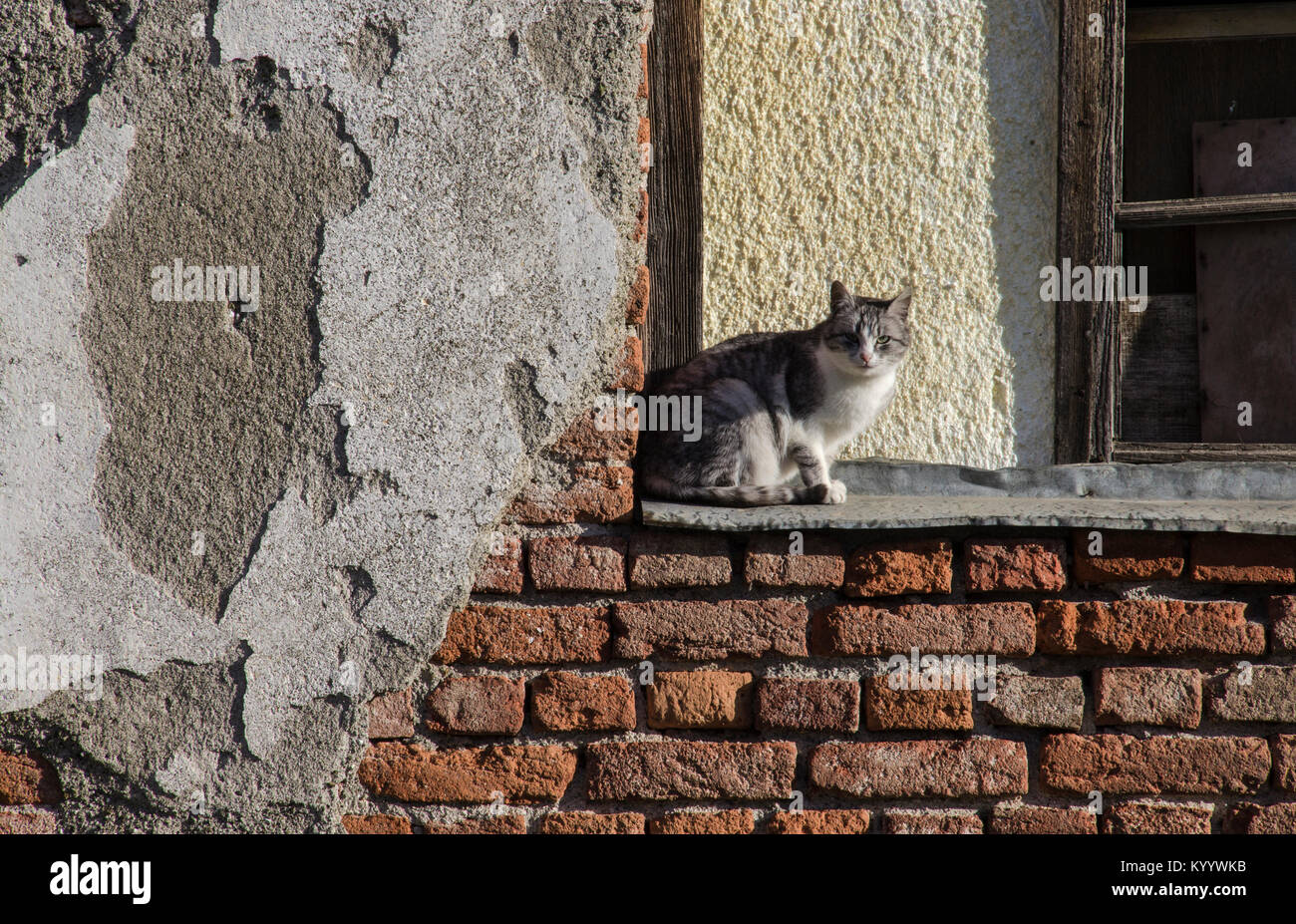 Katze im Fenster des Alten Hauses Stockfoto