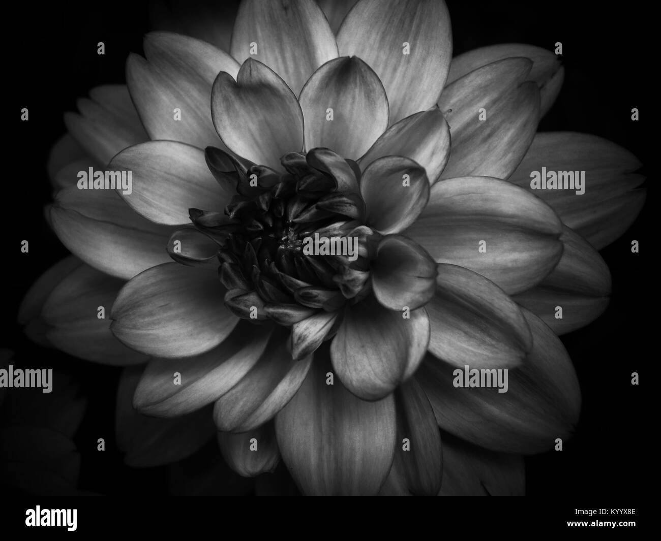 Dahlien in schwarz und weiß Stockfoto