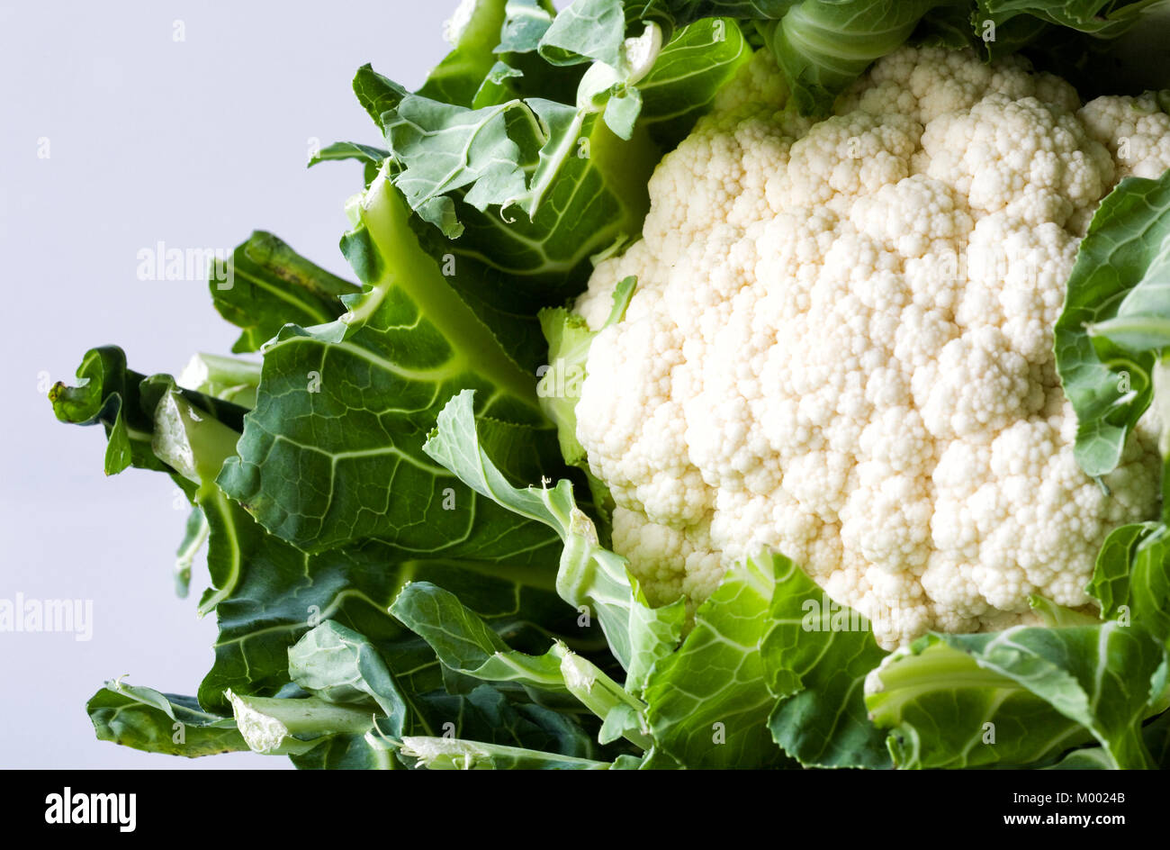 Brassica oleracea. Blumenkohl. Stockfoto