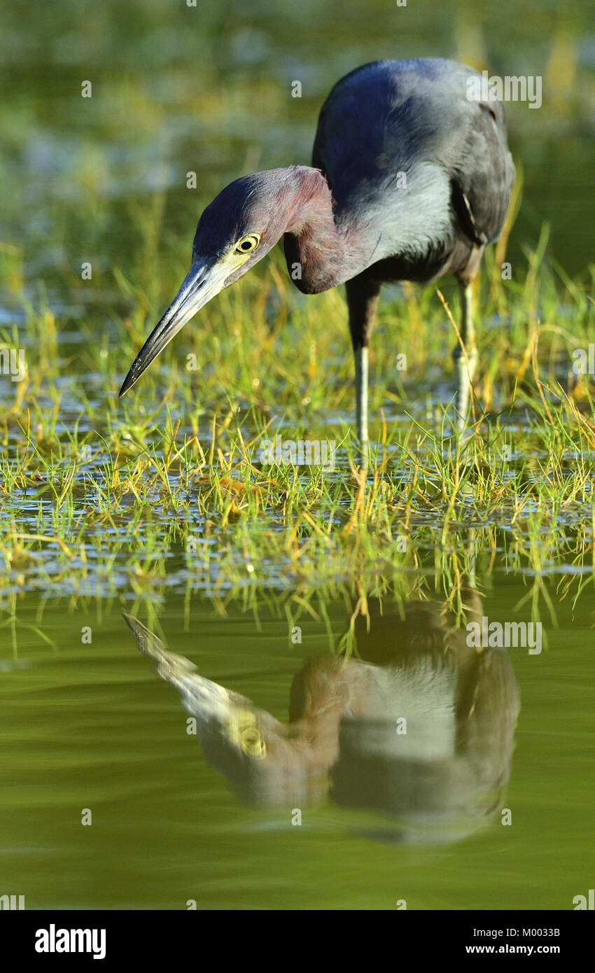 Little Blue Heron (Egretta caerulea) ist die Fischerei Stockfoto