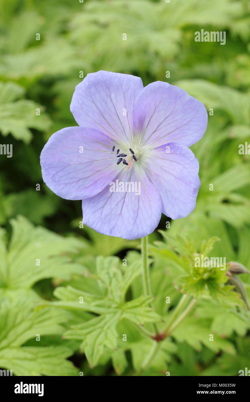 Geranium himalayense 'Irish Blue', die in der Blume in einem Garten Grenze im Spätsommer, England, Großbritannien Stockfoto