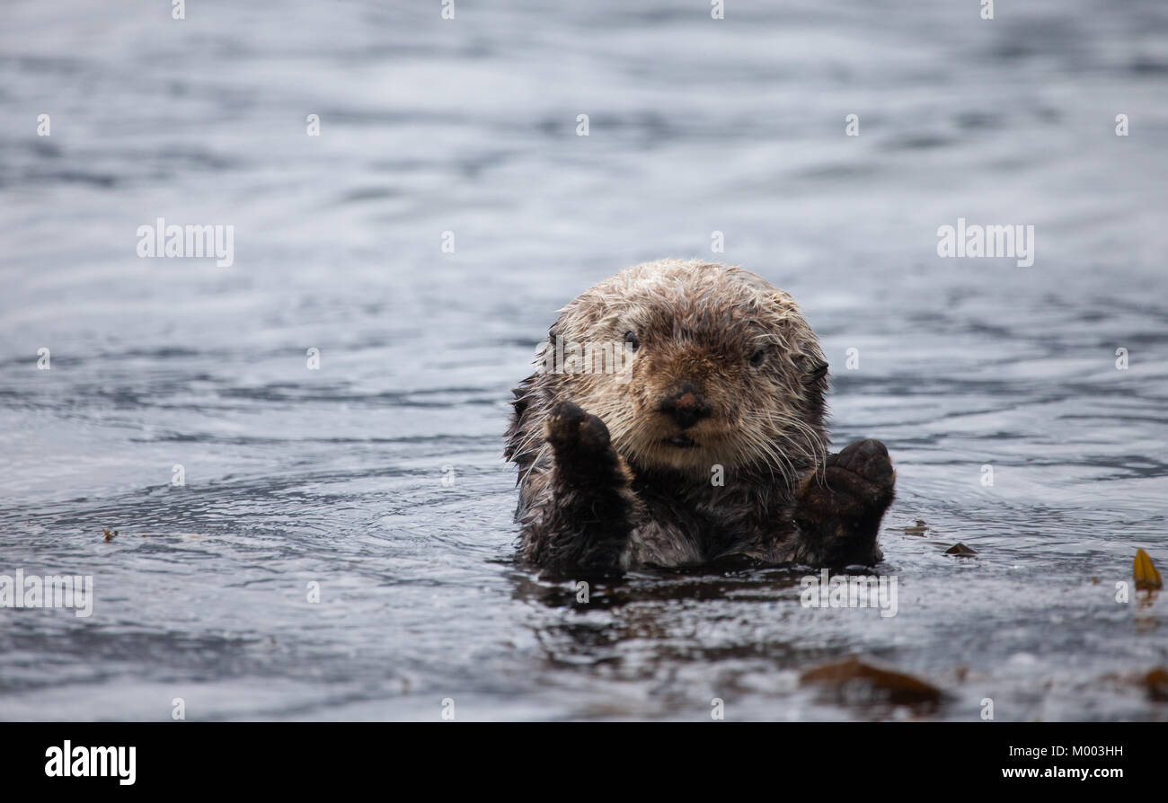 Cute cuddly Sea Otter Stockfoto