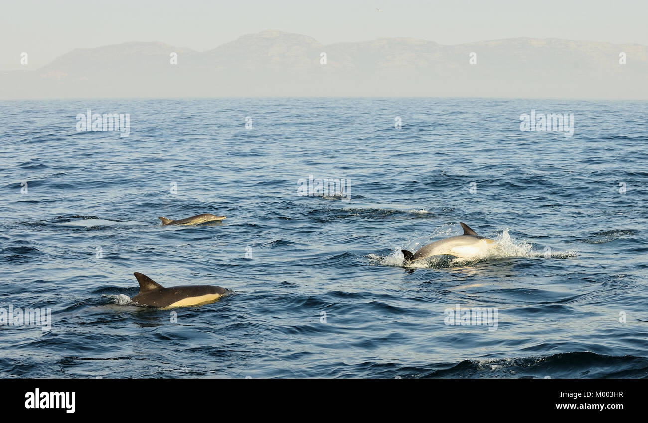 Gruppe von Delphinen, Schwimmen im Atlantik. Die springende Delfine kommt aus dem Wasser. Die lange-beaked Common dolphin Stockfoto