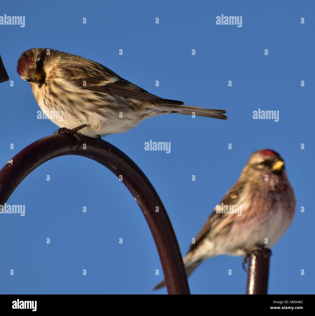 Ein paar gemeinsame Redpolls sitzen auf einem Fütterung barsch. Im Süden von British Columbia, Kanada am Januar 15, 2018 3:35 PM. Stockfoto