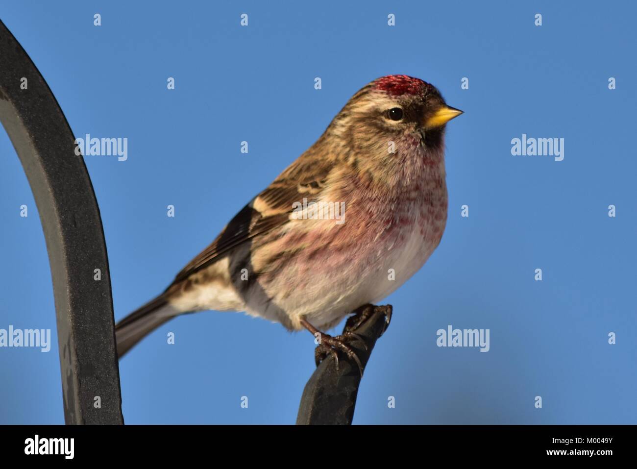 Niedlichen Common Redpoll männlichen sitzen auf einer Stange in der südlichen Inneren von Britisch-Kolumbien, Kanada am Januar 15, 2018 um 3:45 Uhr. Stockfoto