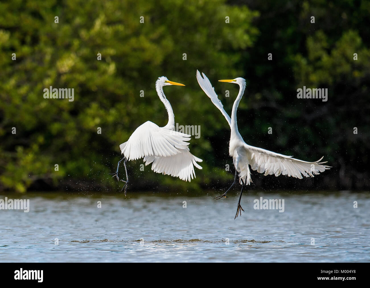 Der Kampf gegen große Reiher (Ardea alba). Natürlichen grünen Hintergrund. Kuba Stockfoto