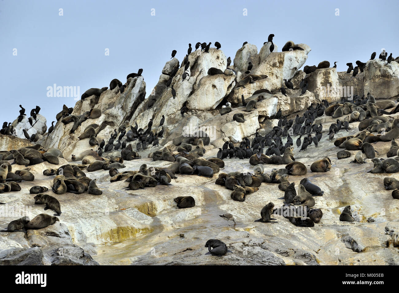 Seal Island in der False Bay in der Nähe von Simon's Town, Südafrika gelegen, ist ein beliebtes Jagdrevier für große weiße Haie. Stockfoto