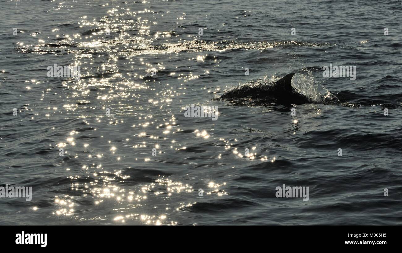 Silhouette einer Rückenflosse eines Delfins, Schwimmen im Meer und auf der Jagd nach Fischen. Stockfoto