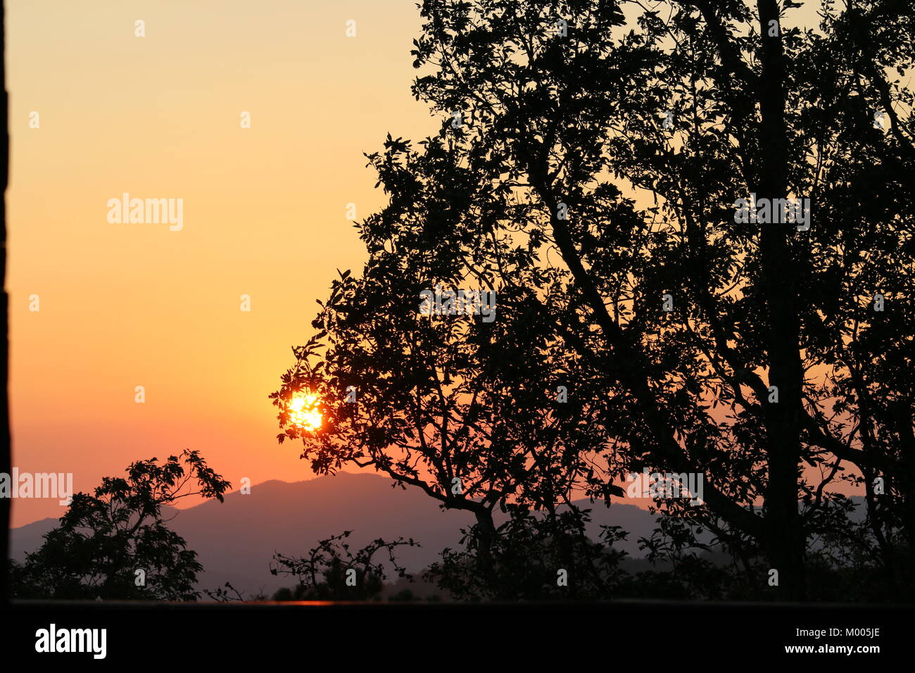 Sonnenuntergang hinter einem Baum Stockfoto