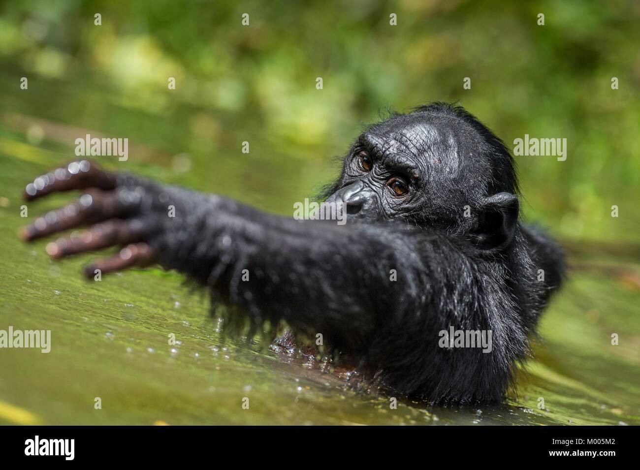 Bonobo im Wasser. Natürlichen Lebensraum. Grünen natürlichen
