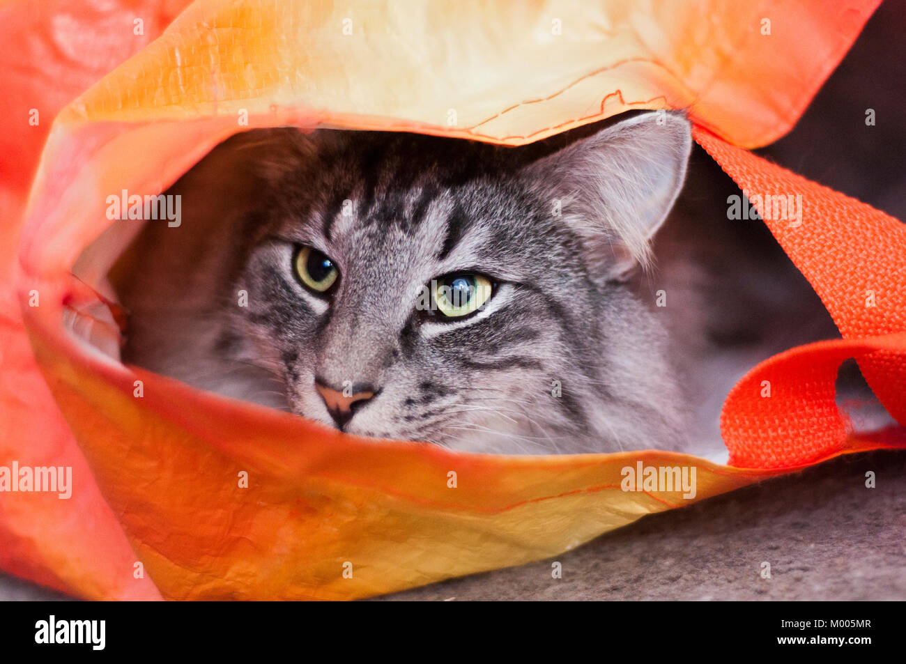 Katze in Orange wieder verwendbare Shopping Bag Stockfoto