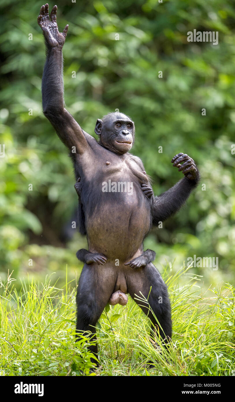 Schimpanse Bonobo Mutter mit Kind auf ihre Beine und bis Hand in kurzer Entfernung, aus der Nähe. Der Bonobo (Pan paniscus), die sog. pygmy Chi Stockfoto