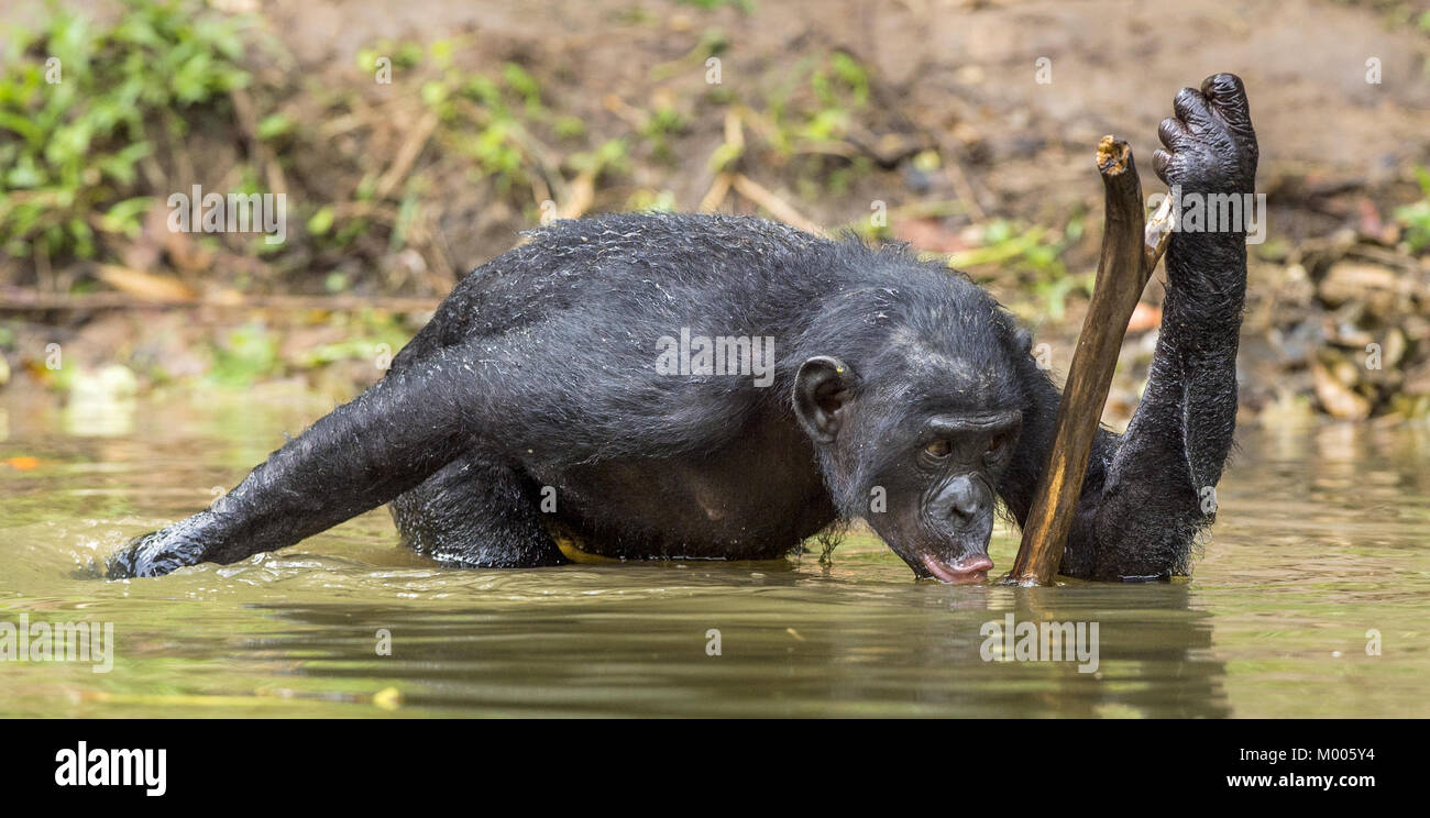 Bonobo Trinkwasser. Der Schimpanse Bonobo im Wasser. Der bonobo (Pan paniscus), früher als die Pygmäen Schimpanse und weniger oft, der Zwerg Stockfoto