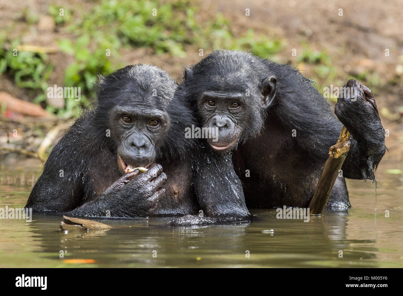 Die Schimpansen Bonobos im Wasser. Der bonobo (Pan paniscus), früher als die Pygmäen Schimpanse und weniger oft, der Zwerg oder grazile Schimpansen. Stockfoto