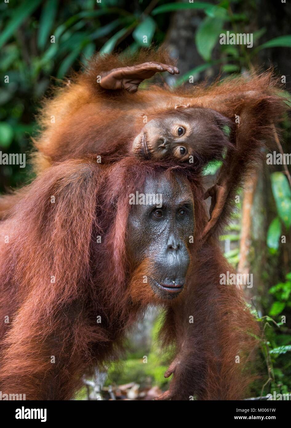 Mutter Orang-utan und Cub in einen natürlichen Lebensraum. Bornesischen Orang-utan (Pongo pygmaeus wurmbii) in der wilden Natur. Regenwald der Insel Borneo. Indonesien. Stockfoto