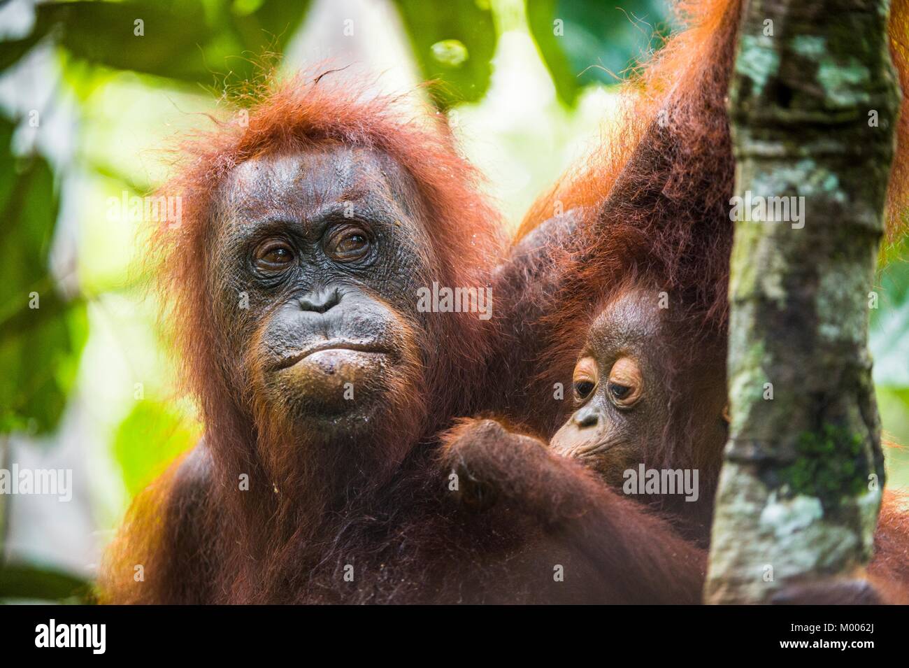 Mutter Orang-utan und Cub in einen natürlichen Lebensraum. Bornesischen Orang-utan (Pongo pygmaeus wurmbii) in der wilden Natur. Regenwald der Insel Borneo. Indonesien. Stockfoto