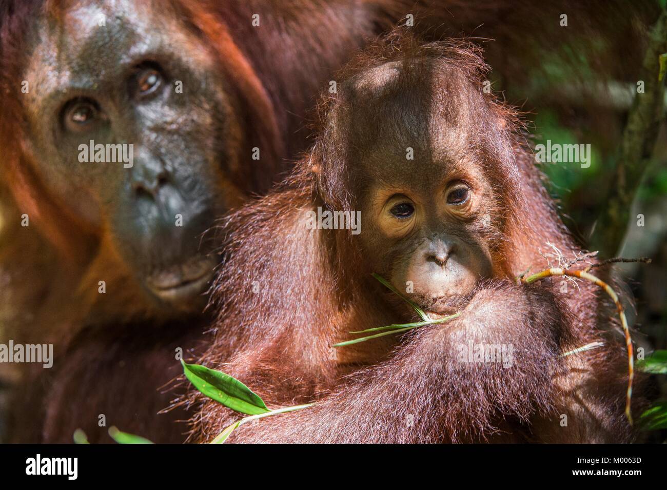 Mutter Orang-utan und Cub in einen natürlichen Lebensraum. Bornesischen Orang-utan (Pongo pygmaeus wurmbii) in der wilden Natur. Regenwald der Insel Borneo. Indonesien. Stockfoto