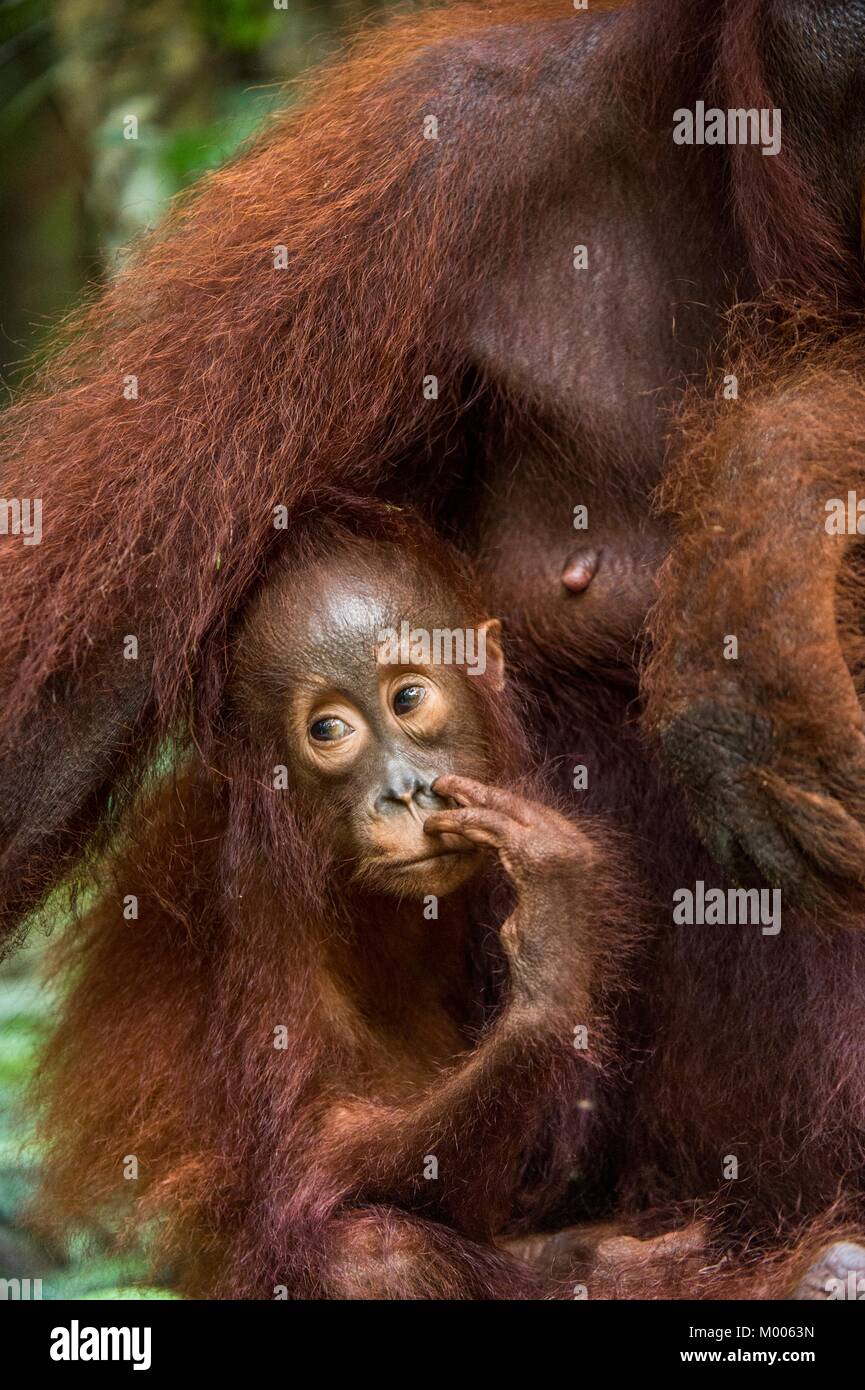 Mutter Orang-utan und Cub in einen natürlichen Lebensraum. Bornesischen Orang-utan (Pongo pygmaeus wurmbii) in der wilden Natur. Regenwald der Insel Borneo. Indonesien. Stockfoto