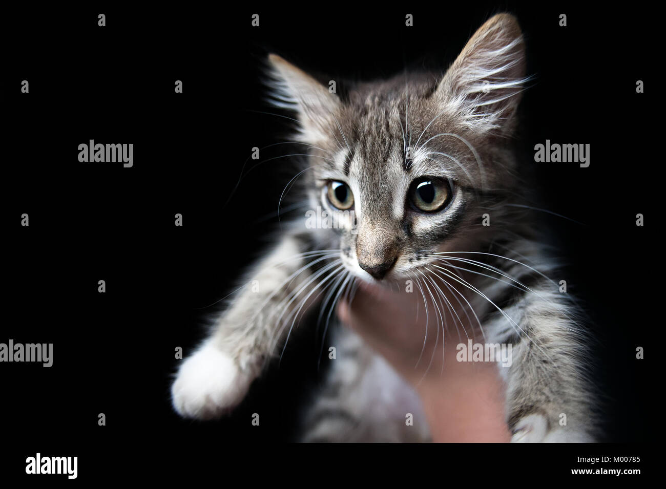 Kleine graue Kätzchen auf einer Hand, auf einem schwarzen Hintergrund Stockfoto
