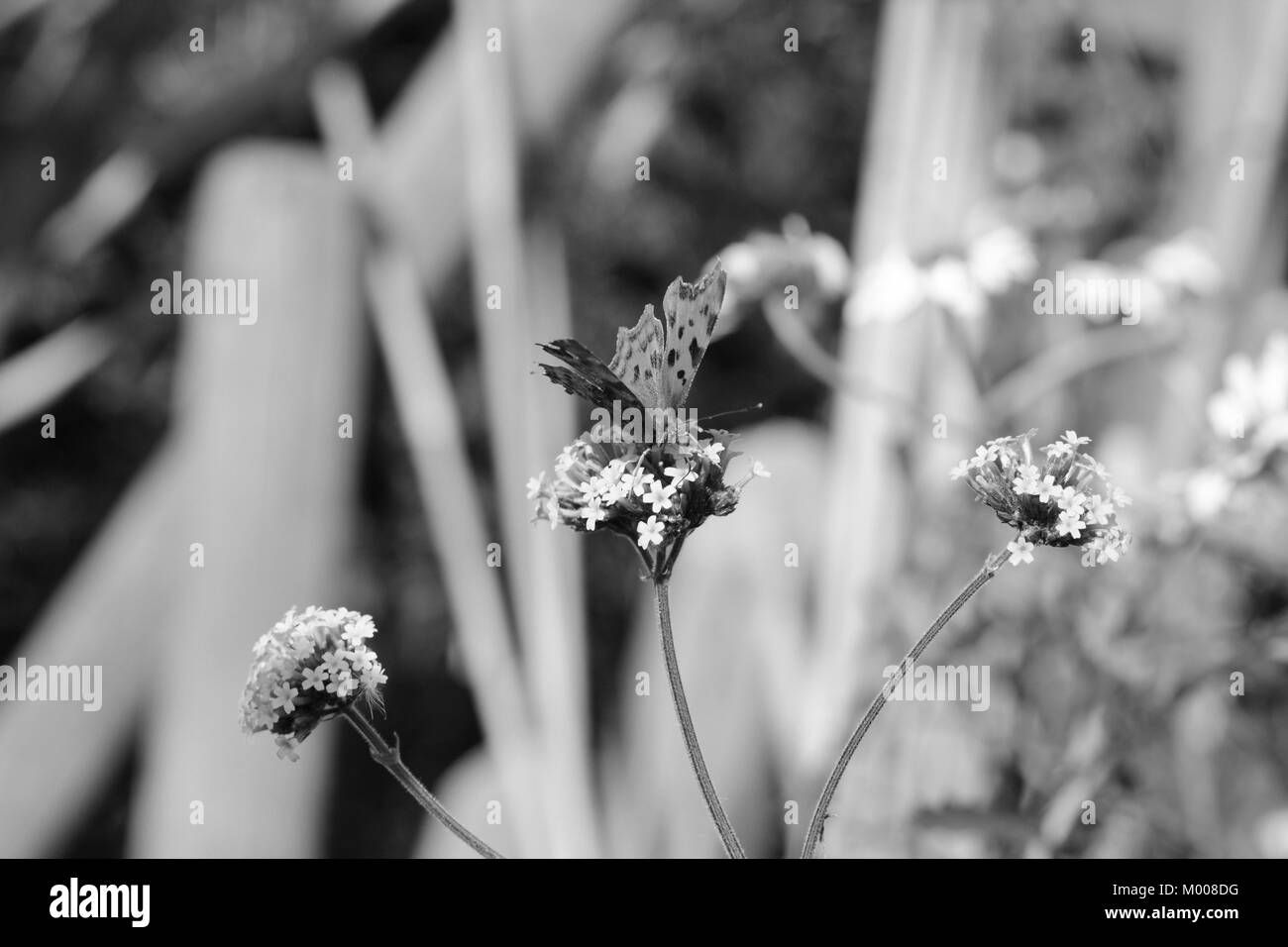 Kopf - Blick auf Komma Schmetterling trinken Nektar aus eisenkraut Blumen, verschwommenen Hintergrund der Gänseblümchen und Holz darüber hinaus - Schwarzweiß-Verarbeitung Stockfoto