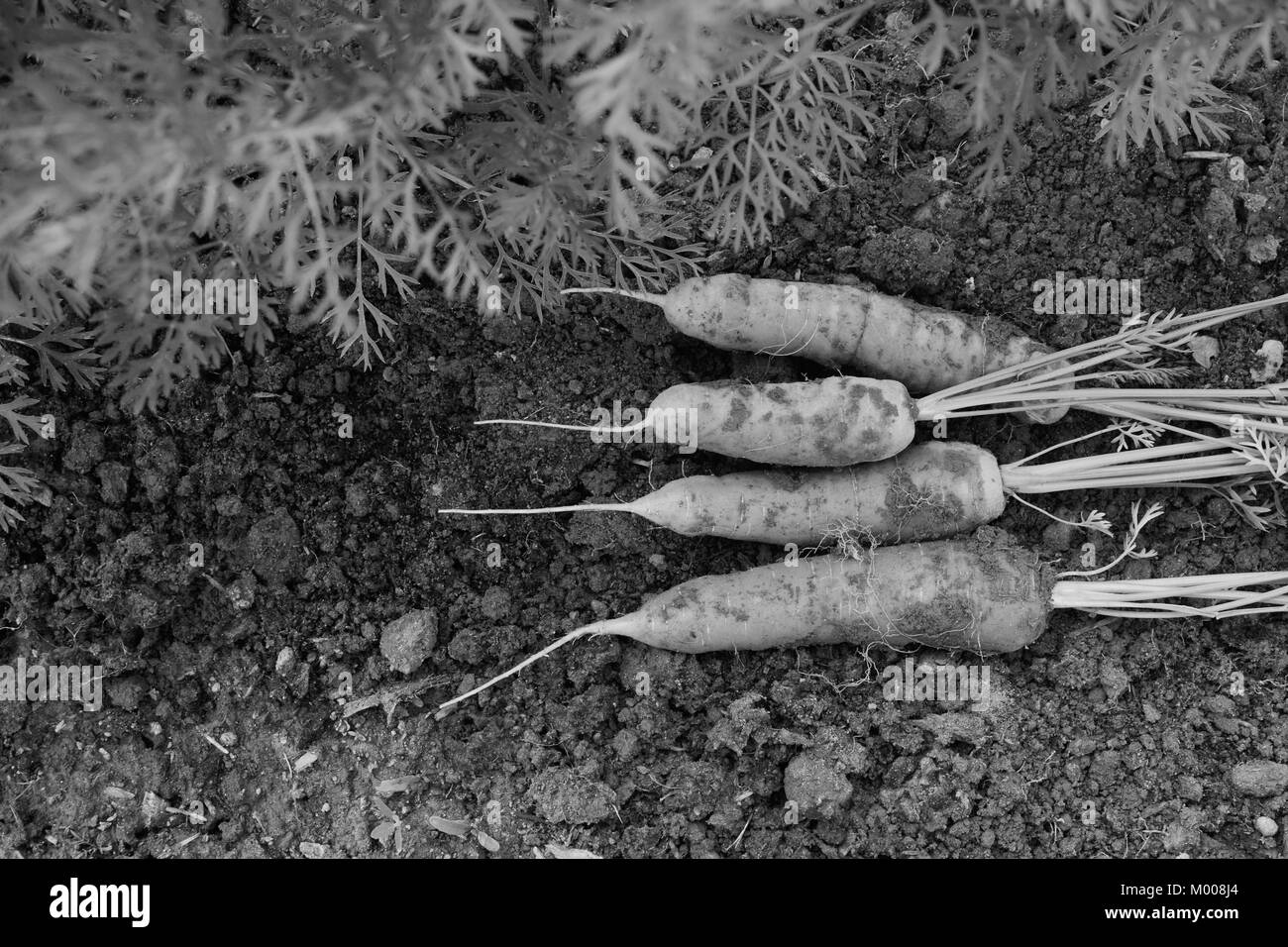 Vier Karotten frisch aus dem Gemüsegarten geerntet - monochrom Verarbeitung Stockfoto