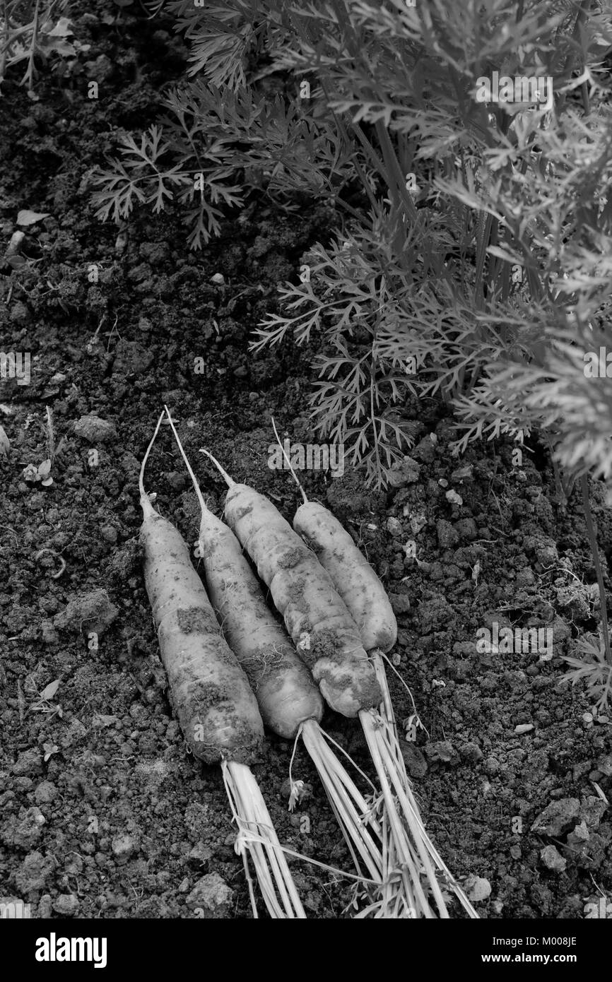 Frisch geerntete Möhren liegen auf dem Boden neben frondy Laub von Karotte Pflanzen - monochrom Verarbeitung Stockfoto