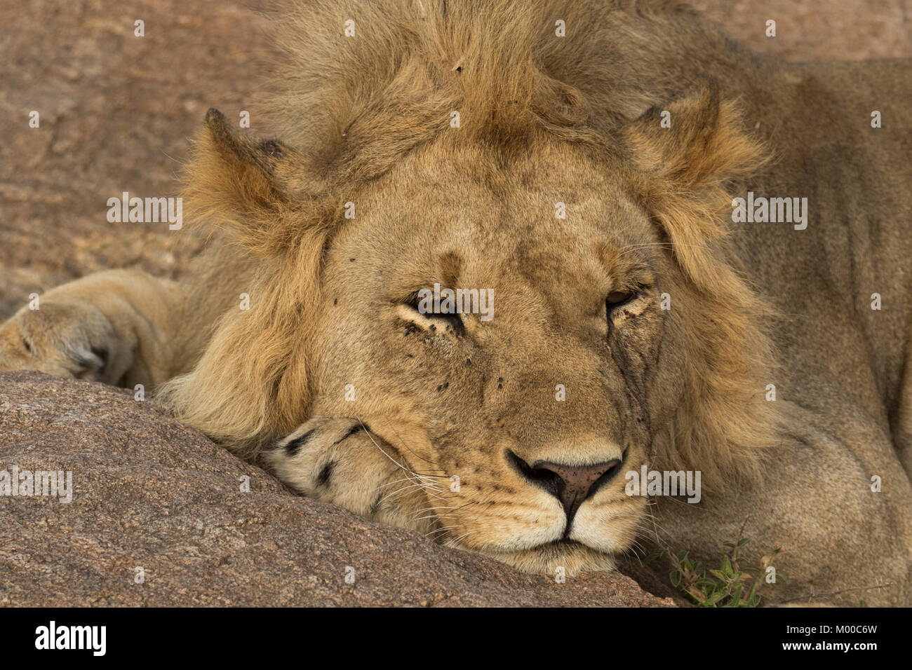 Ein männlicher Löwe döst auf einem Felsen in der Masai Mara, Kenia Stockfoto