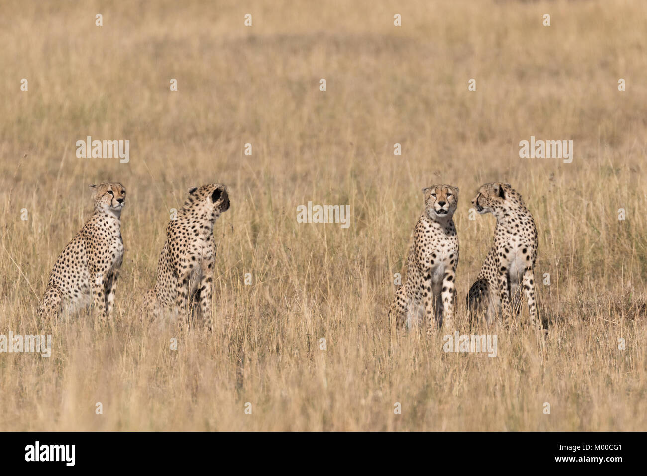 Eine Gruppe von vier Geparden Stockfoto