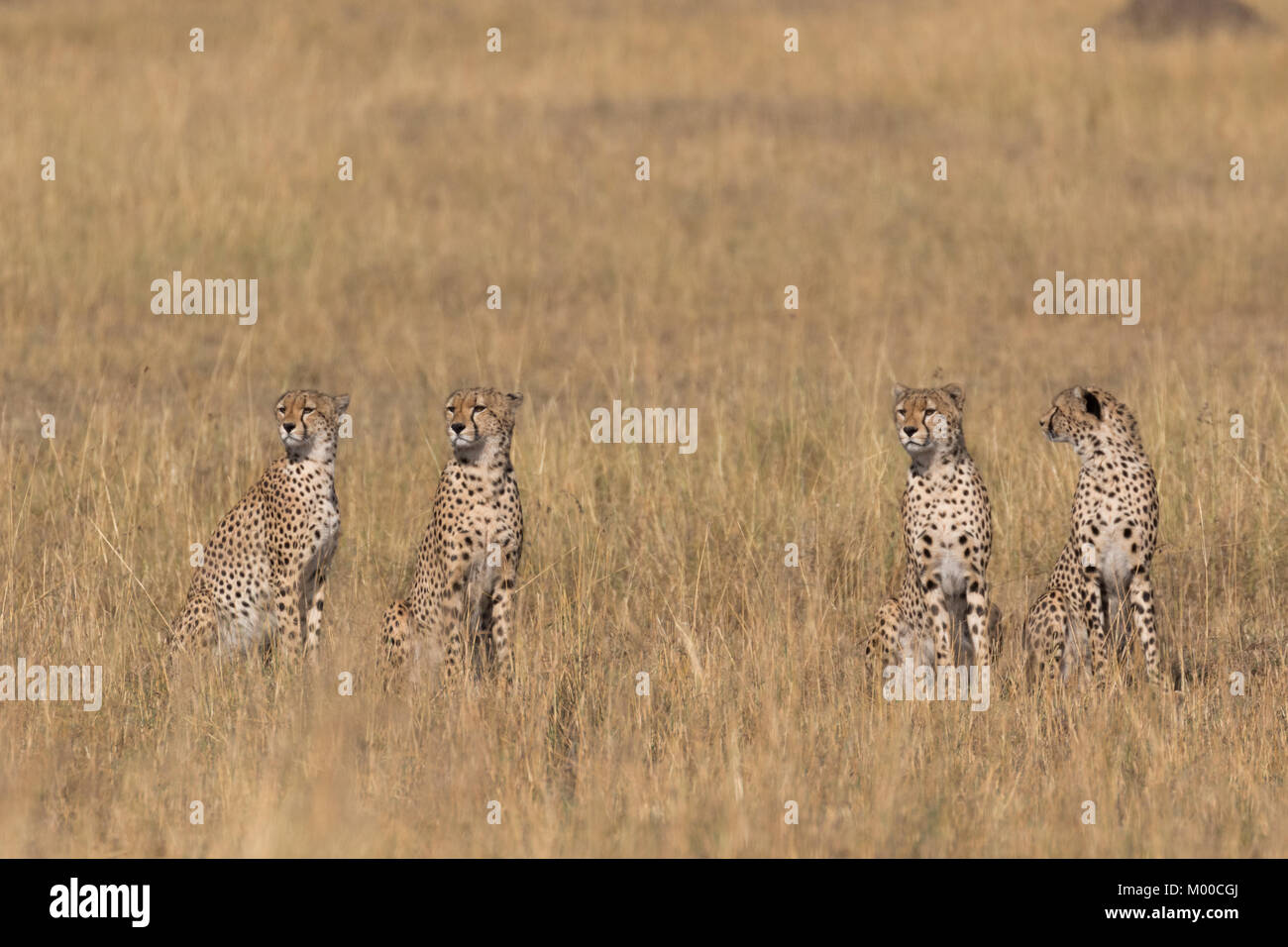 Eine Gruppe von vier Geparden Stockfoto