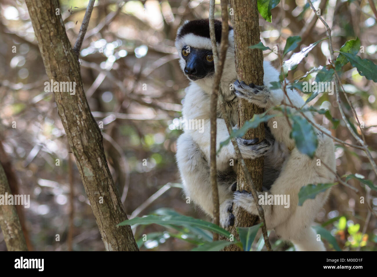 Verreaux's (tanzen) sifaka Stockfoto