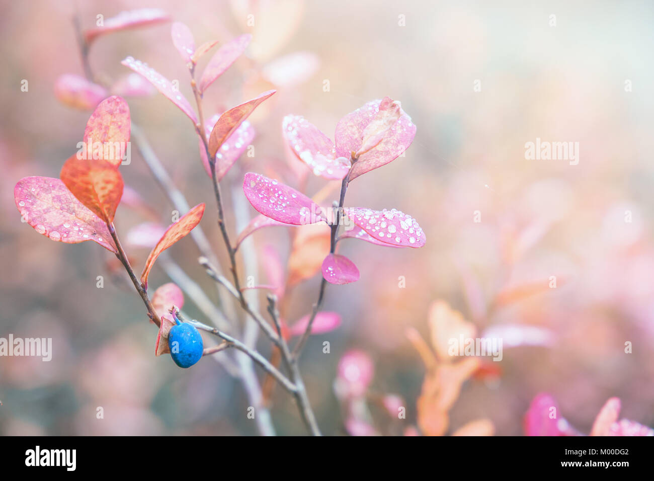 Die Farben des Herbstes. Blaubeeren wachsen im Wald. Karelien. Russland Stockfoto