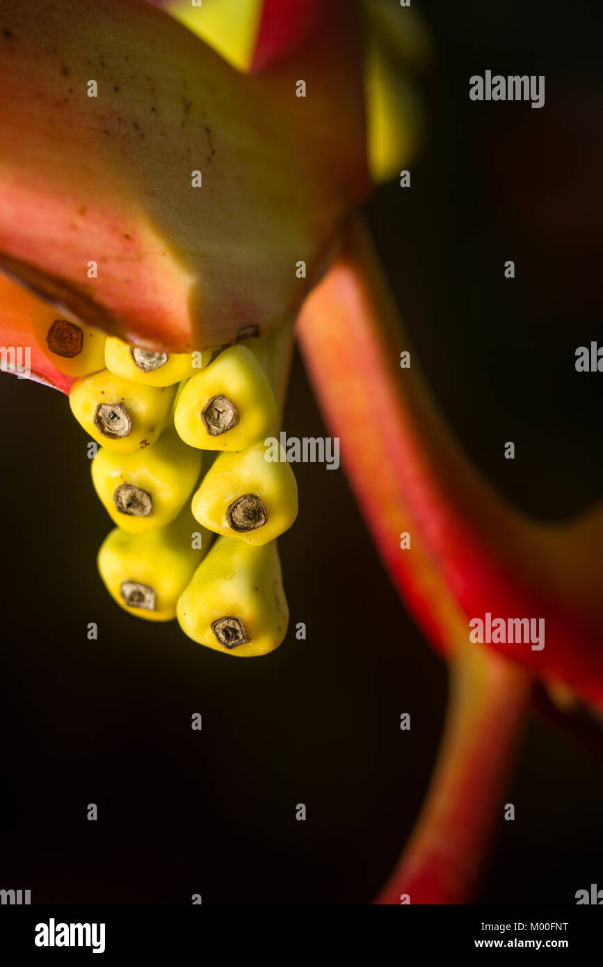 Heliconia collinsiana roten Hochblätter und gelb Kelchblätter detail, Kenia, Ostafrika Stockfoto