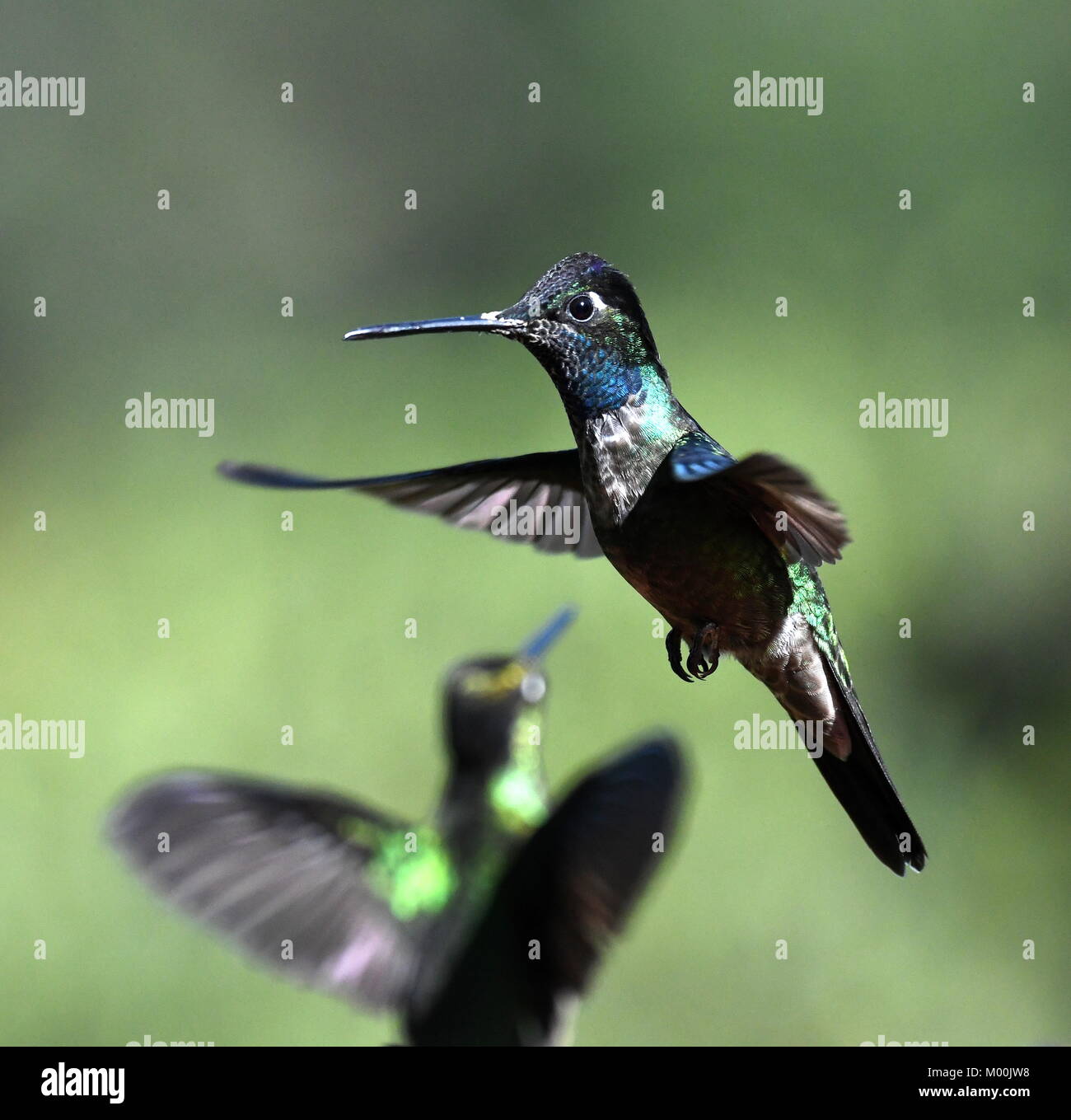 Männliche herrlichen Hummingbird (Eugenes fulgens) in Costa Rica Stockfoto