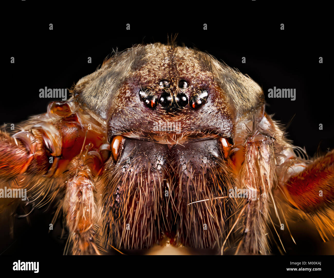 In Europa, ein unheimlich American House Spider, Full Face, extreme Close-up, Reißzähne, behaarte chelicera und acht beady Augen Stockfoto