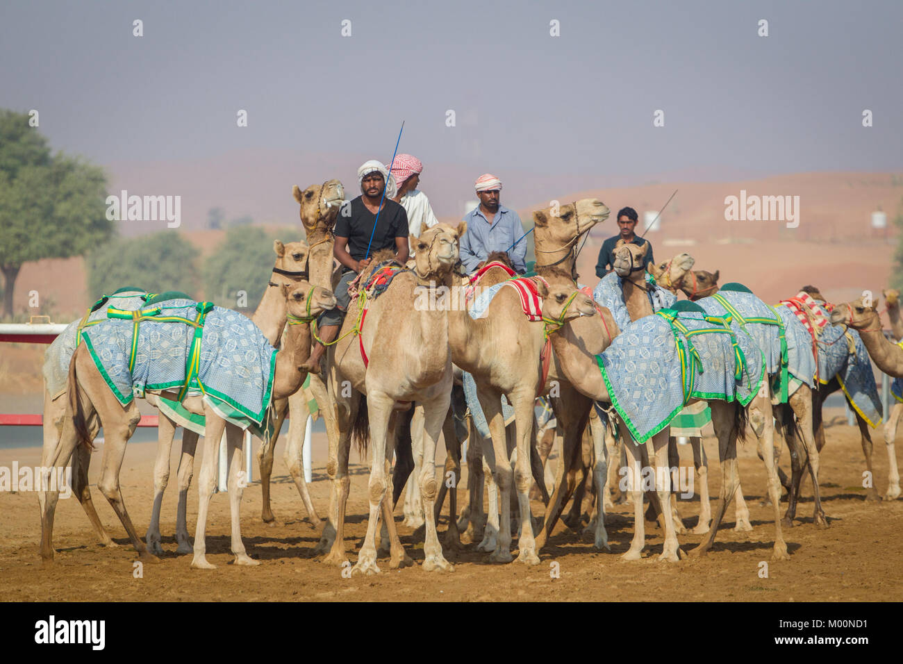 Camel Handlers Stockfotos Und Bilder Kaufen Alamy