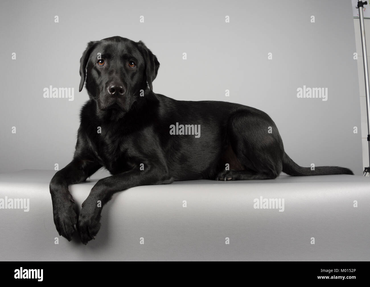 Black Labrador Retriever Es ist einfach, fotografiert in Großbritannien. Stockfoto