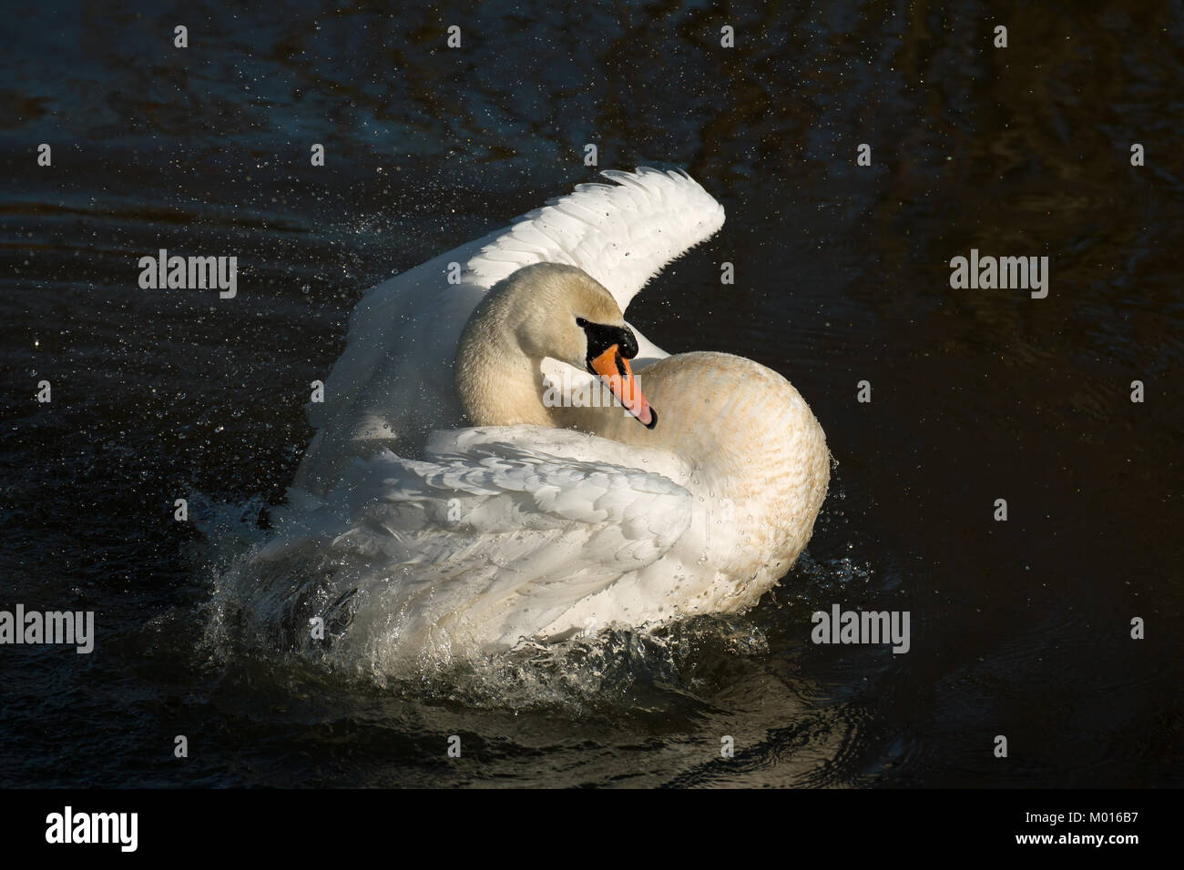 Nach Mute swan Baden im Fluss Arun in West Sussex. Stockfoto
