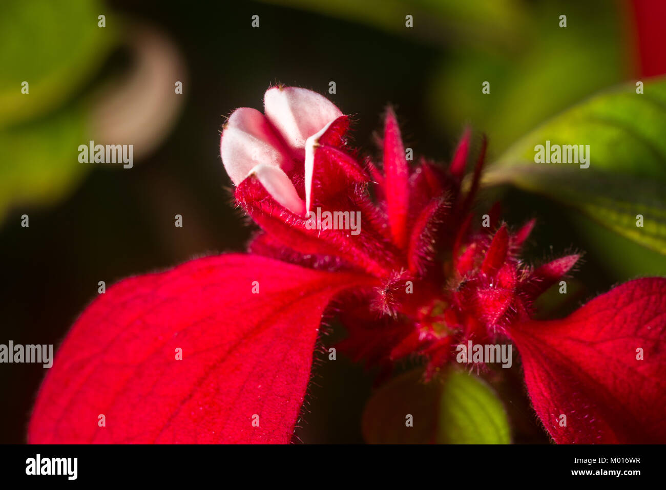 Detail von Mussaenda erythrophylla Blume öffnen, die gemeinhin als Ashanti Blut, tropischen Hartriegel und Red Flag Bush, Kenia, Ostafrika Stockfoto