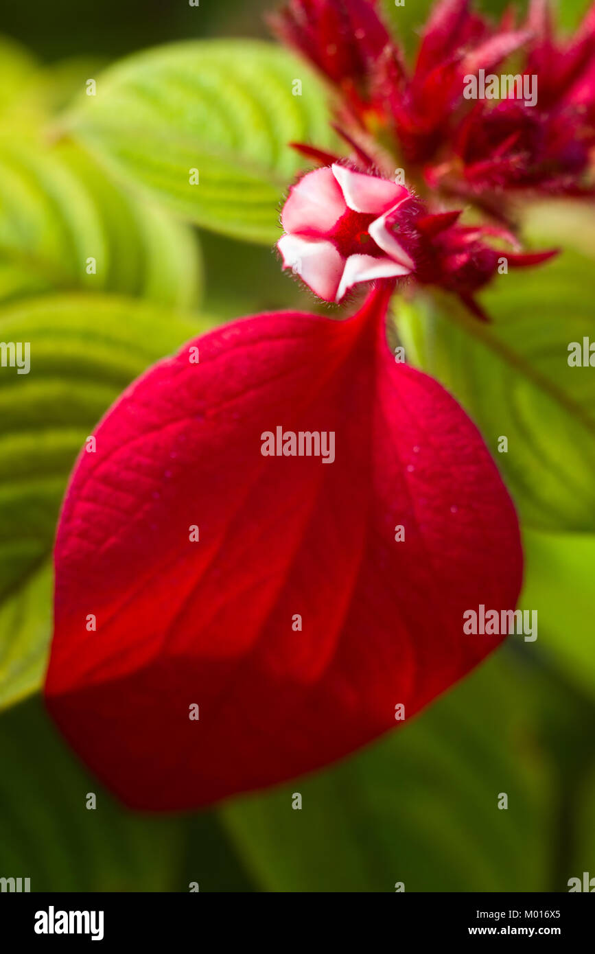 Detail von Mussaenda erythrophylla Blume öffnen, die gemeinhin als Ashanti Blut, tropischen Hartriegel und Red Flag Bush, Kenia, Ostafrika Stockfoto