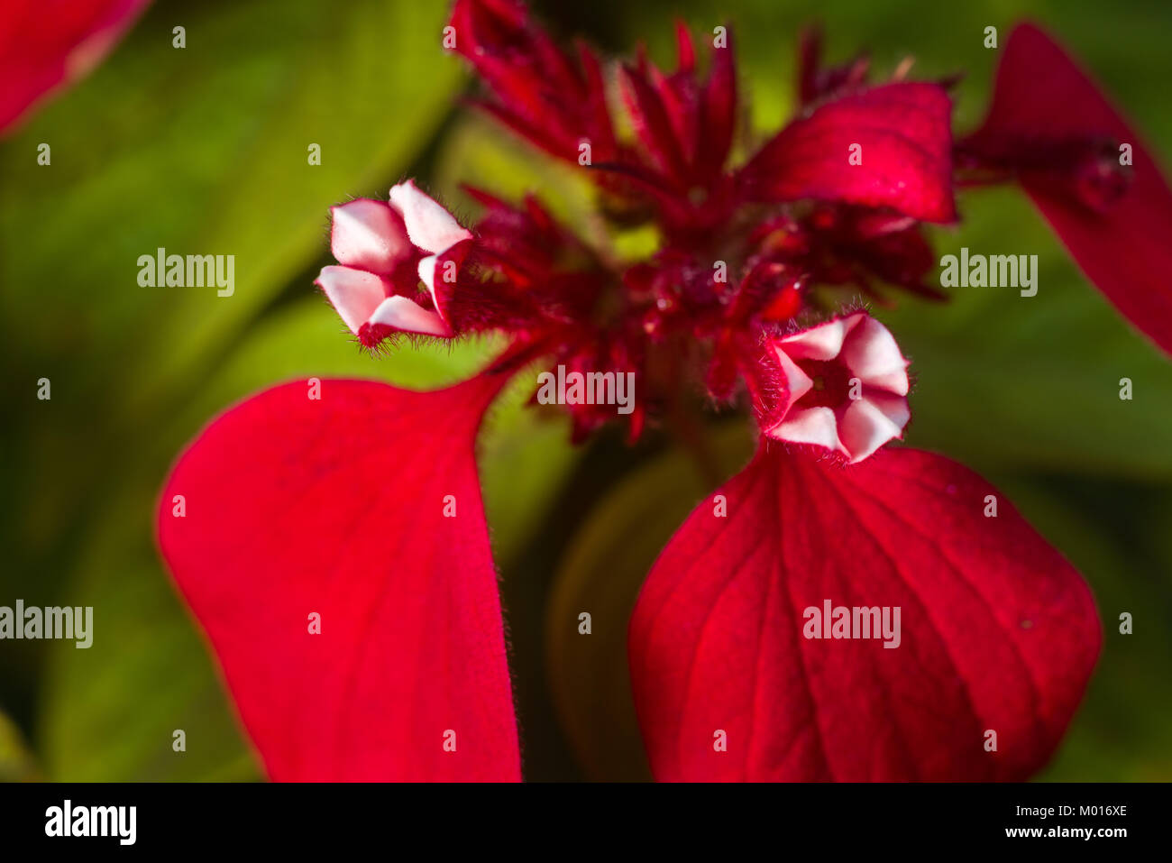 Detail von Mussaenda erythrophylla Blume öffnen, die gemeinhin als Ashanti Blut, tropischen Hartriegel und Red Flag Bush, Kenia, Ostafrika Stockfoto