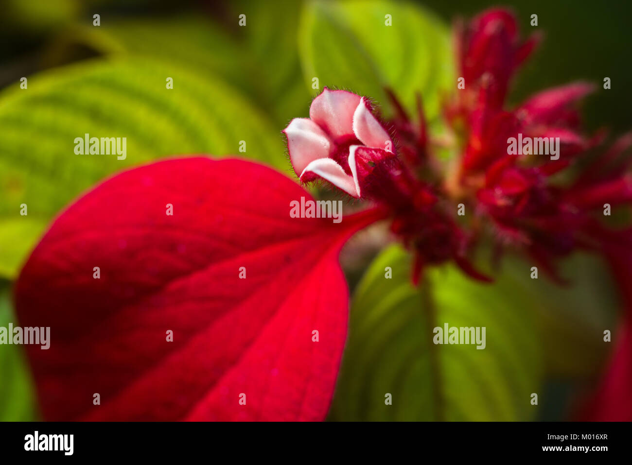 Detail von Mussaenda erythrophylla Blume öffnen, die gemeinhin als Ashanti Blut, tropischen Hartriegel und Red Flag Bush, Kenia, Ostafrika Stockfoto