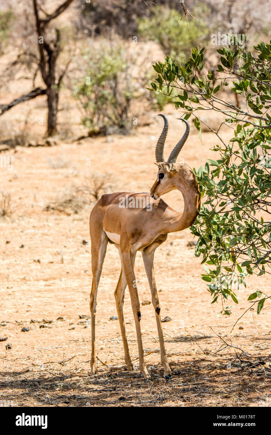 Wilde Kinder Gerenuk Litocranius walleri, stehend, mit gebogenen Hals herum, Buffalo Springs Game Reserve, Kenia, Ostafrika Stockfoto