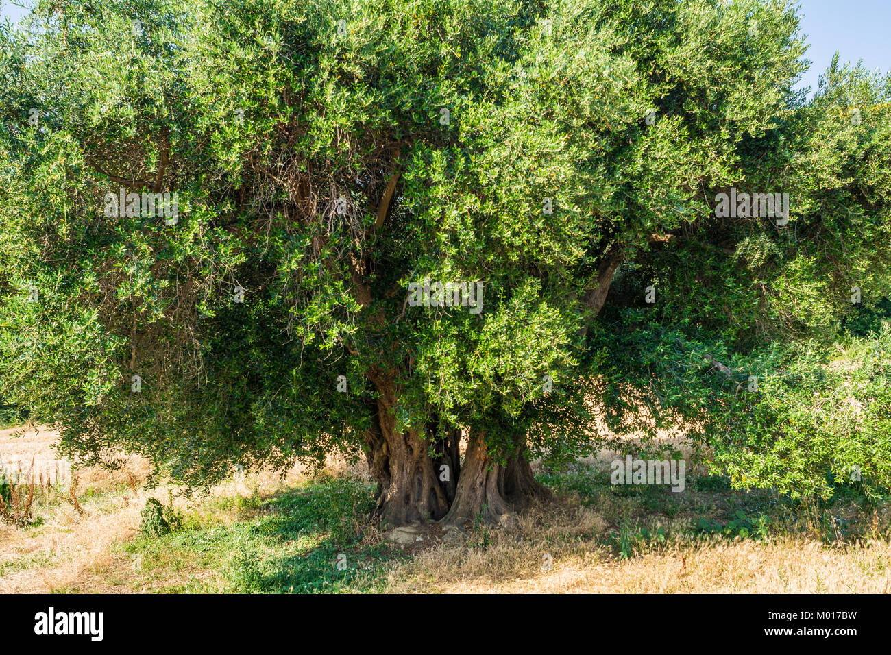 Weltliche Olivenbäume mit großen Ein d-strukturierte Amtsleitung in einem Feld von Olivenbäumen in Italien, Marche Stockfoto
