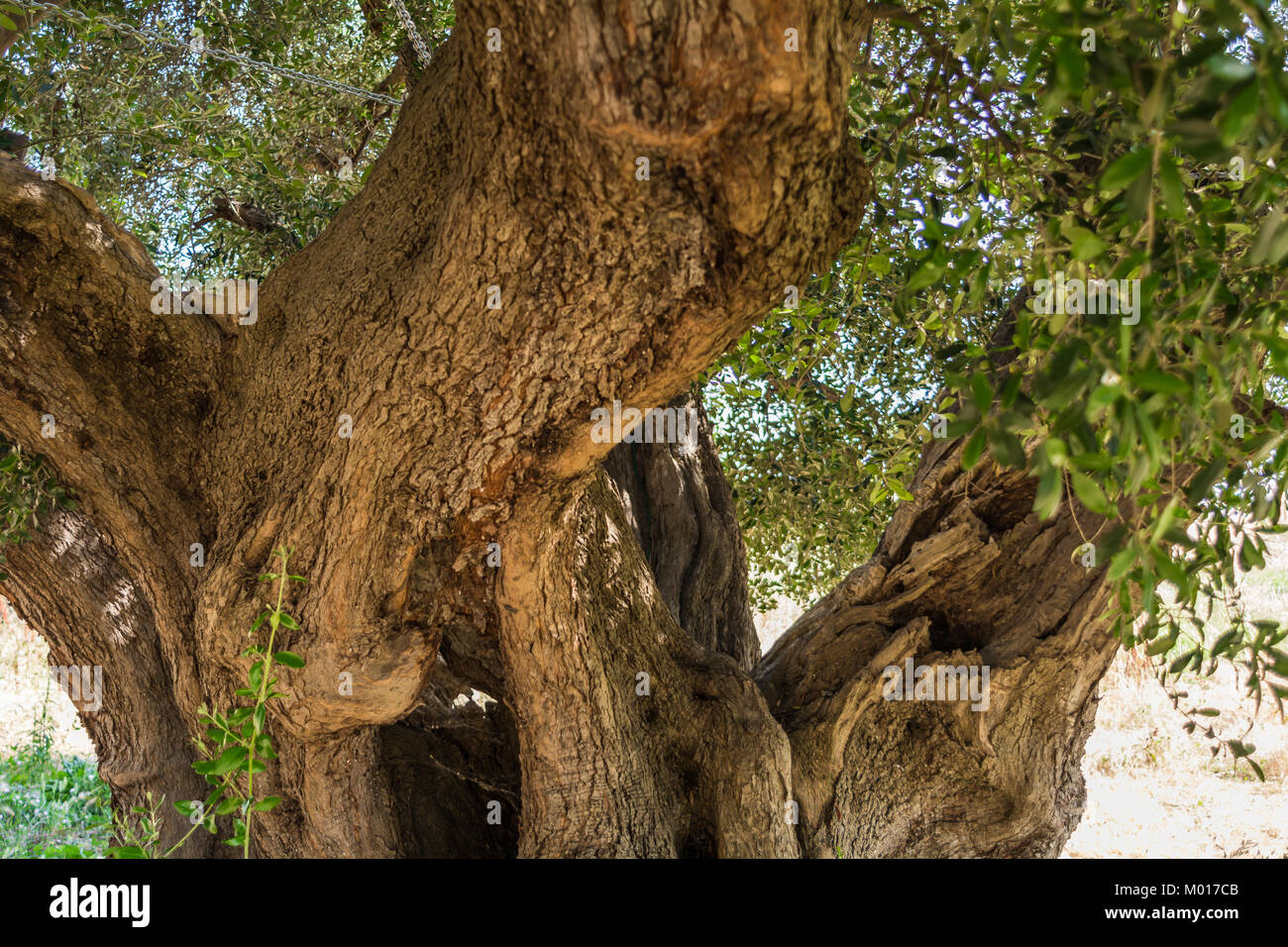 Stamm eines großen säkularen Olivenbaum in Italien, Marche. Stockfoto