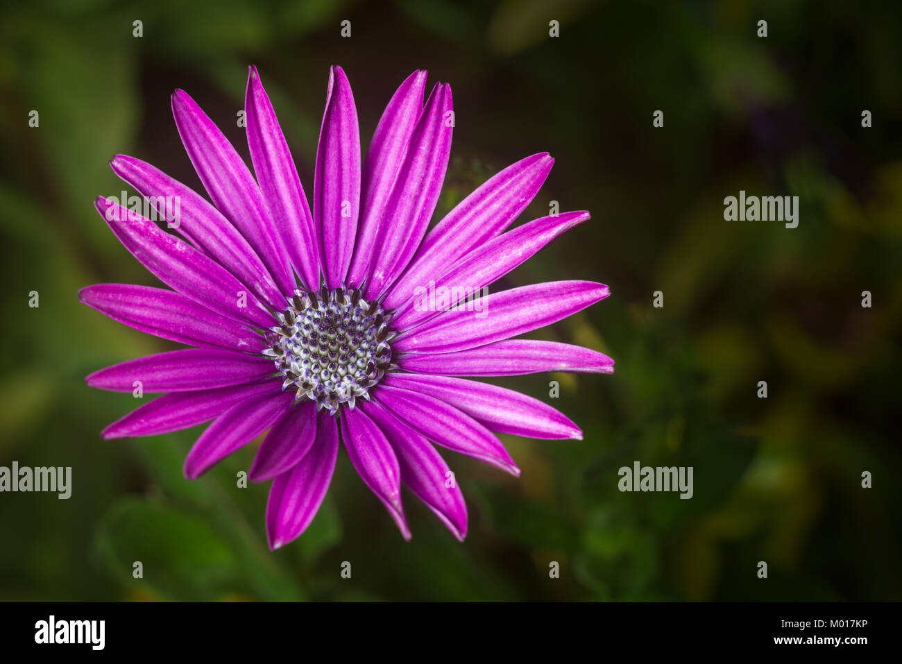 Nairobi Lila, Osteospermum oder daisybush Blume, Kenia, Ostafrika Stockfoto