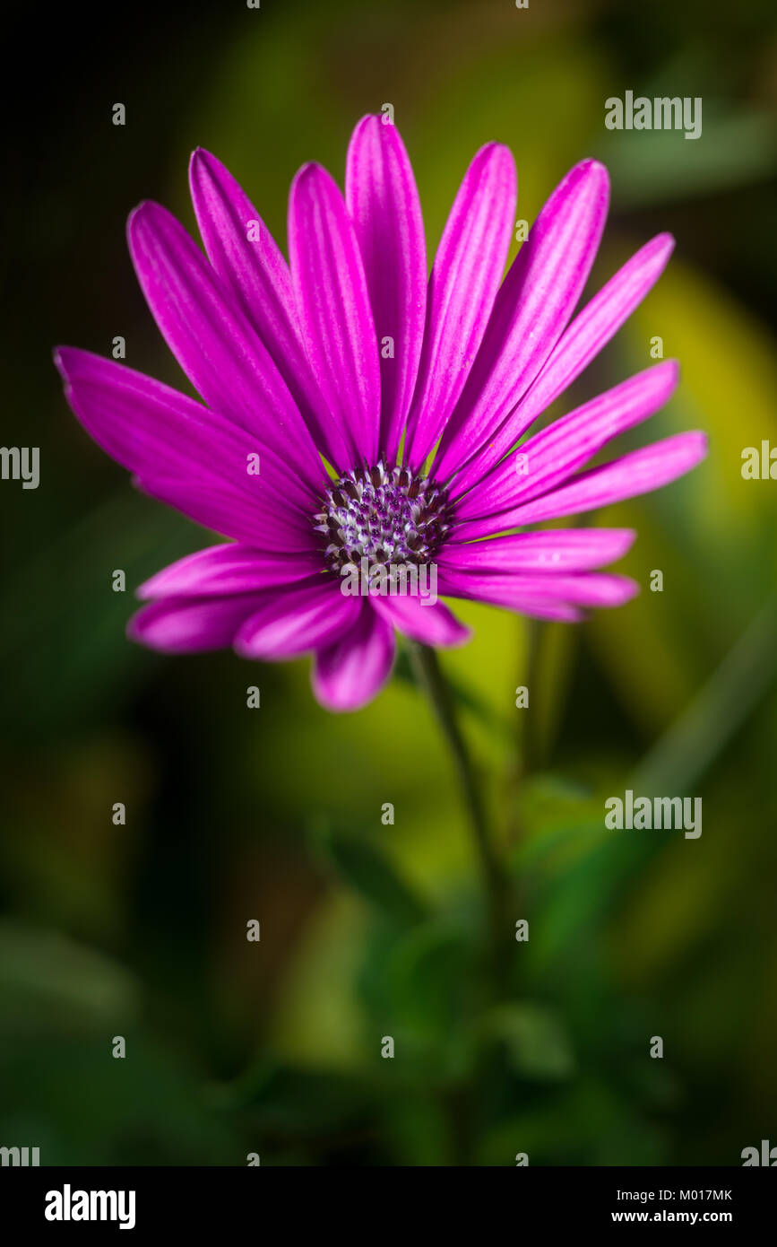 Nairobi Lila, Osteospermum oder daisybush Blume, Kenia, Ostafrika Stockfoto